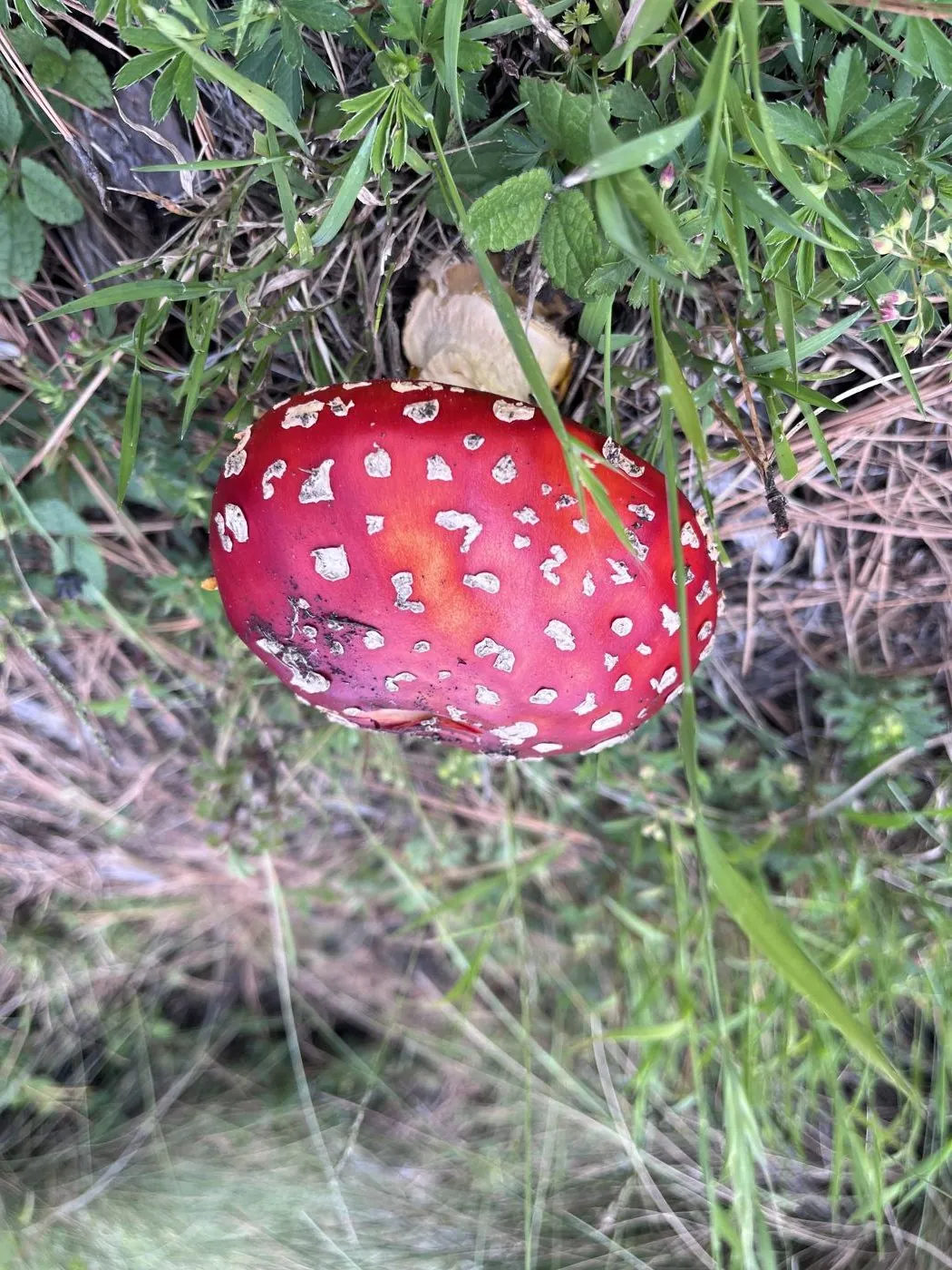 Amanita muscaria vista desde arriba entre pastizales
