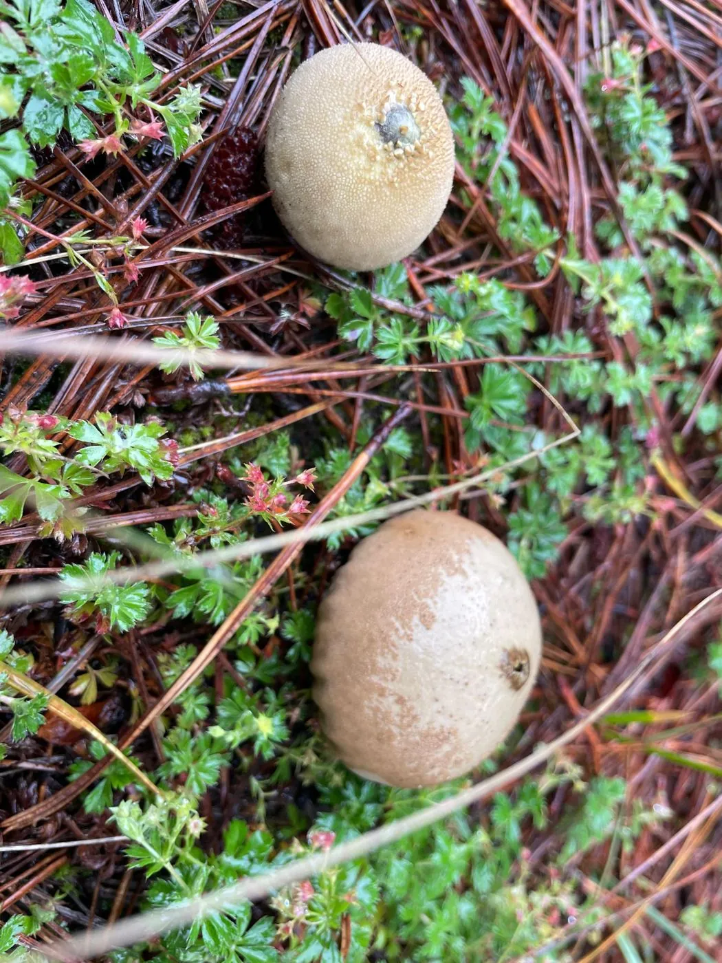 Hongos silvestres entre pasto y hojarasca — fotografía del documento HMMX