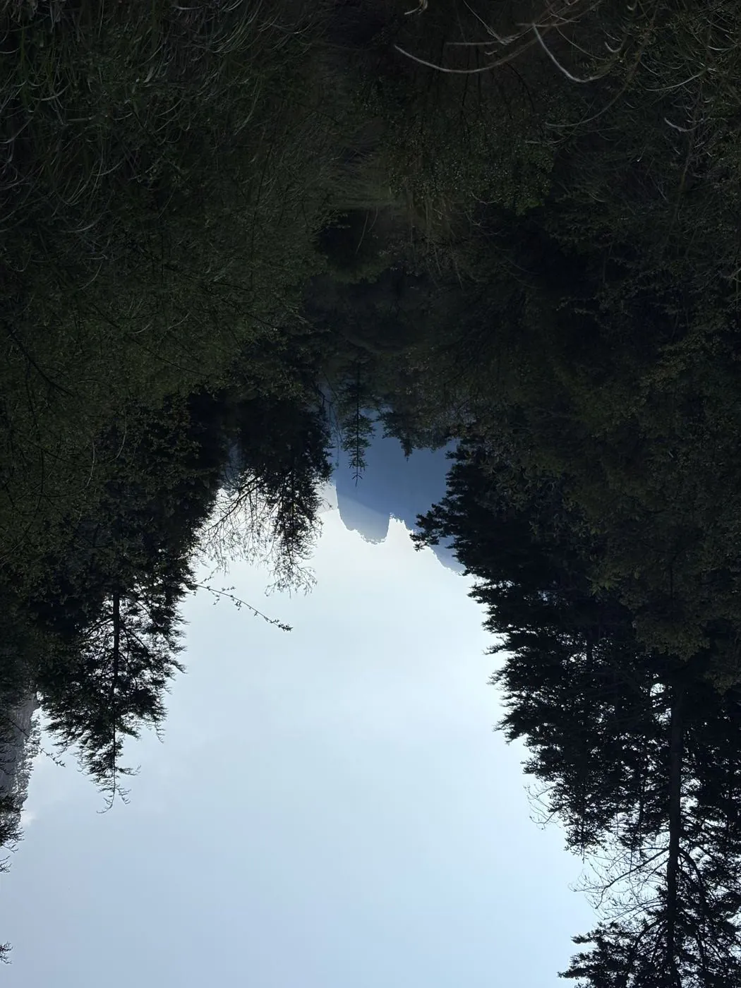 Bosque de coníferas en las faldas del Popocatépetl — fotografía del documento HMMX