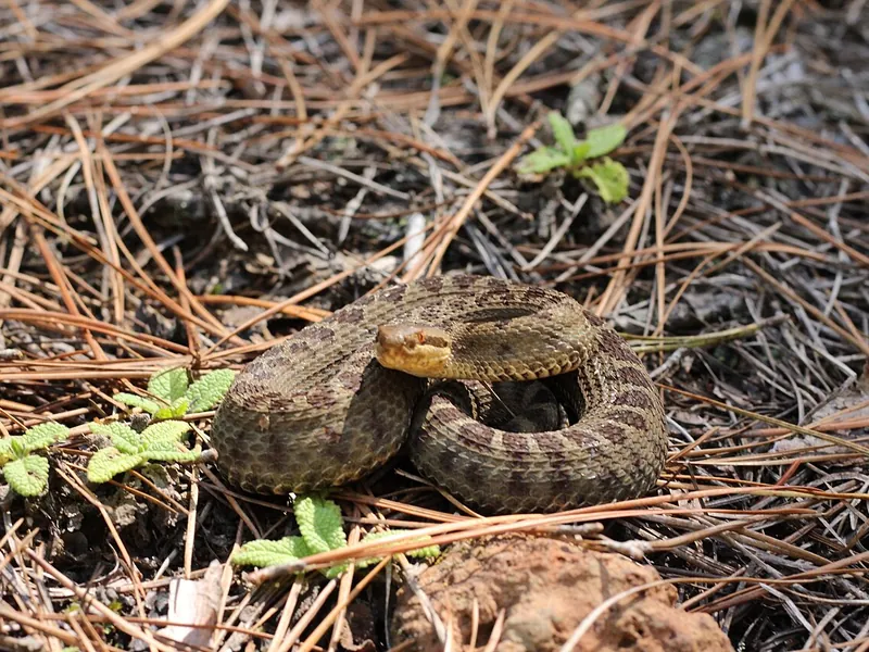 Cascabel de montaña (Crotalus triseriatus)