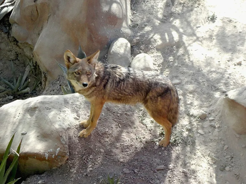 Coyote (Canis latrans)