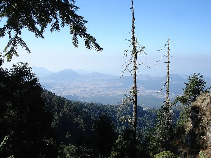 Oyamel (Abies religiosa)