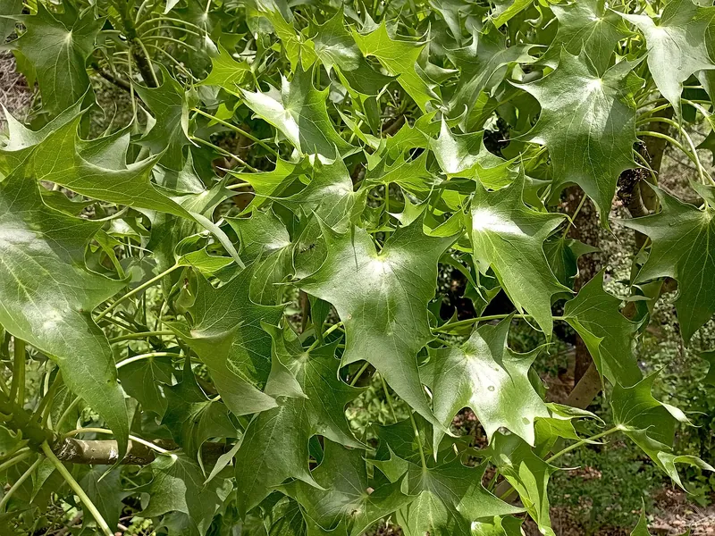 Palo loco (Pittocaulon praecox)