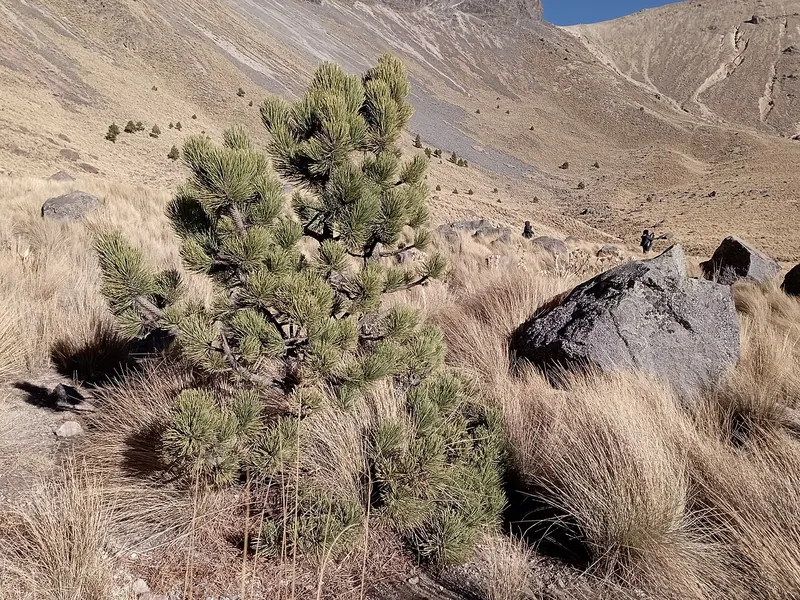 Pino de las alturas (Pinus hartwegii)