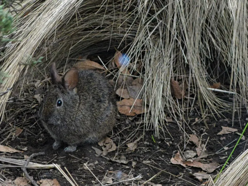 Teporingo o zacatuche (Romerolagus diazi)