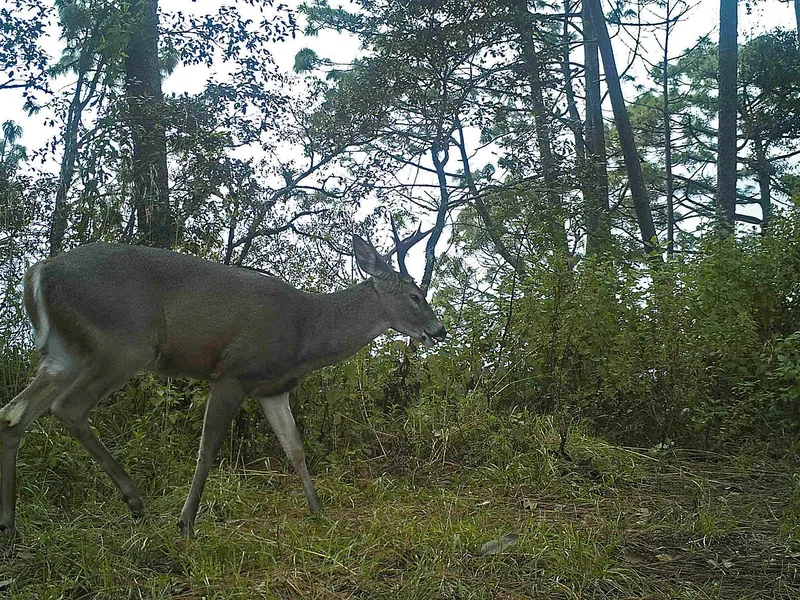 Venado cola blanca (Odocoileus virginianus)