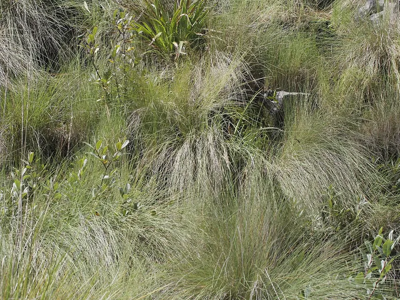 Zacatón (Muhlenbergia macroura)